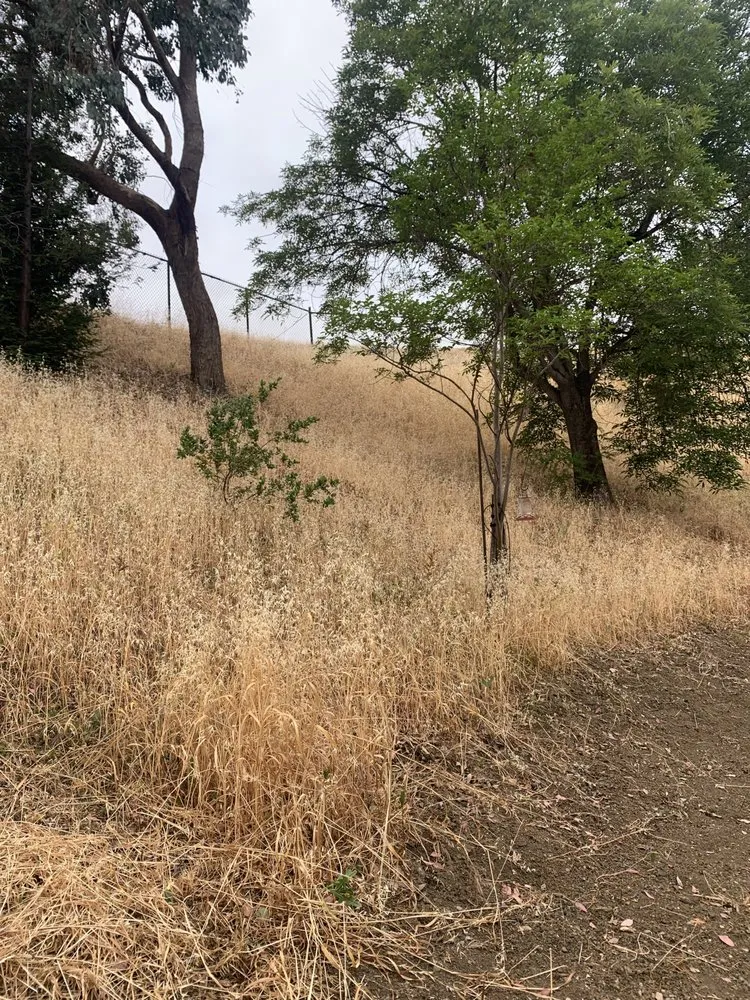 Professional outdoor landscaping in Antioch, CA - Luis’s Landscaping