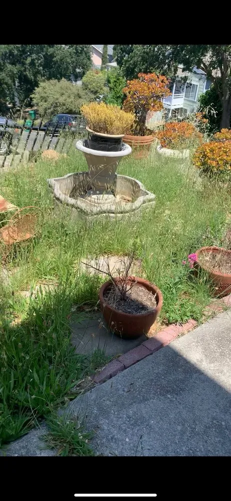 Affordable landscaping services in Antioch, CA by Luis’s Landscaping