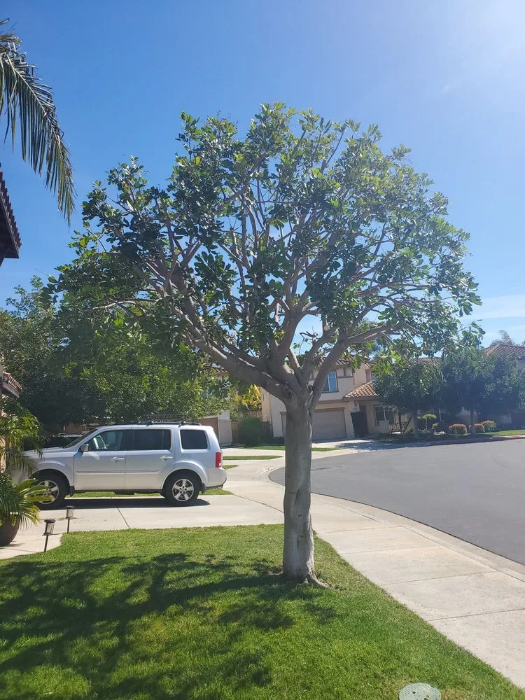 Top-rated lawn mowing service in Bonsall, CA by Luis's Tree Service