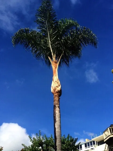 Custom lawn care service in Bonsall, CA - Luis's Tree Service