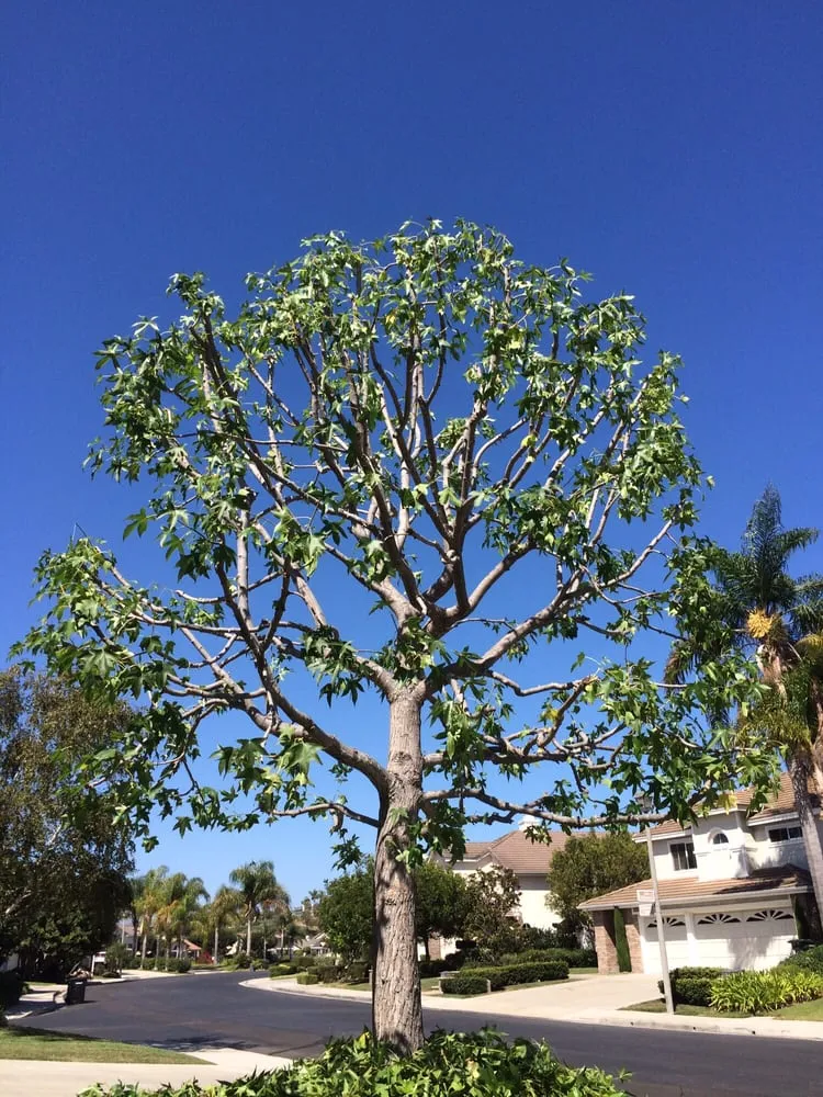 Reliable lawn care service in Bonsall, CA - Luis's Tree Service