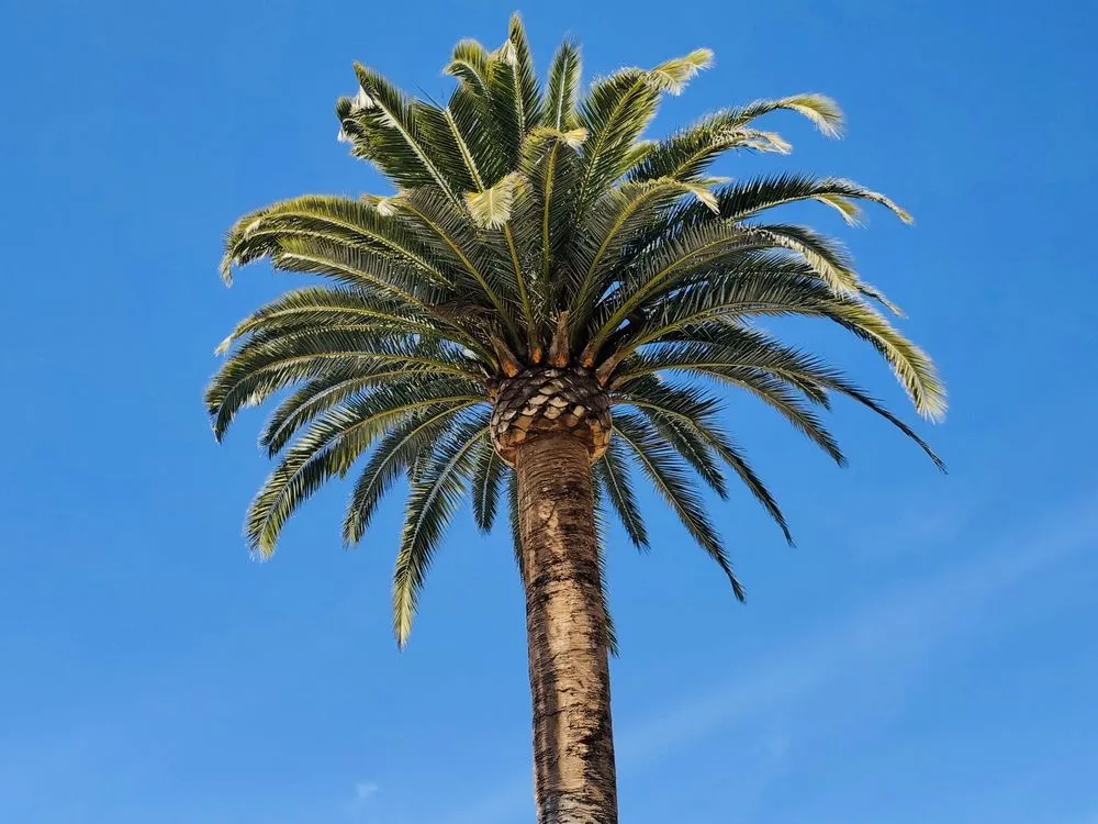 Professional garden landscaping in Bonsall, CA - Luis's Tree Service