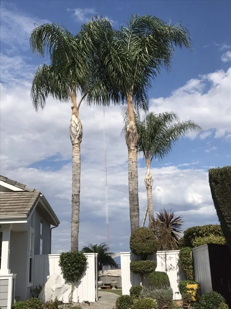 Expert garden landscaping in Bonsall, CA - Luis's Tree Service