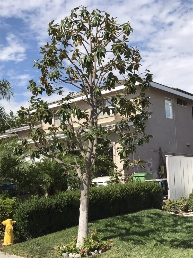 Affordable outdoor landscaping in Bonsall, CA - Luis's Tree Service