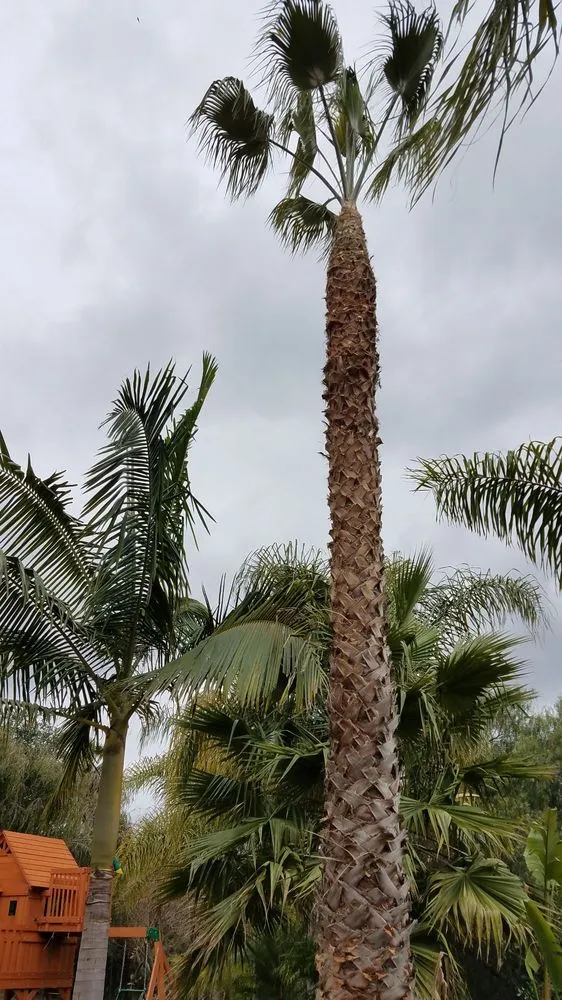 Local lawn mowing service with custom design across Bonsall, CA - Luis's Tree Service