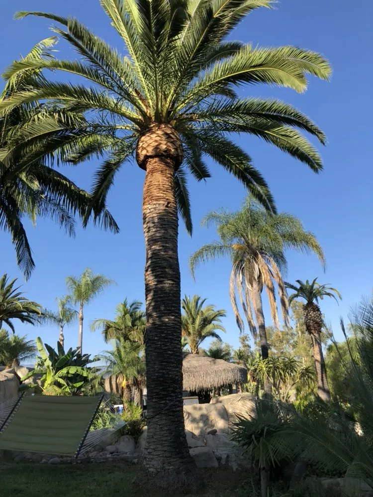 Reliable residential landscaping in Bonsall, CA by Luis's Tree Service