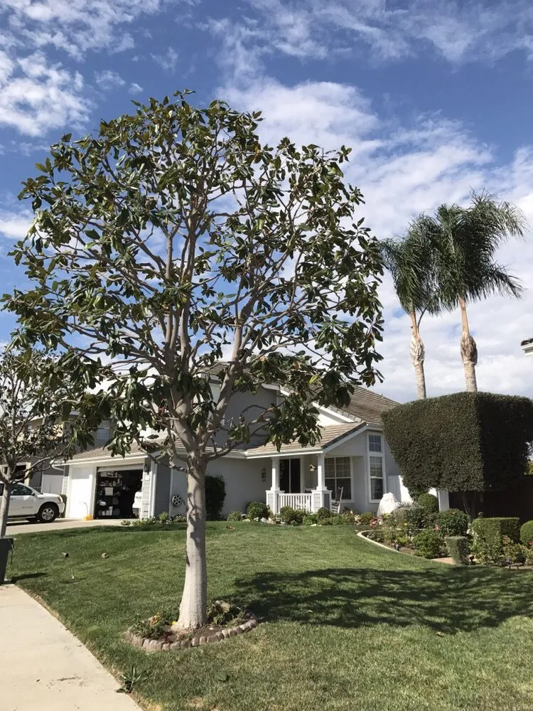 Trusted landscape design experts serving Bonsall, CA - Luis's Tree Service