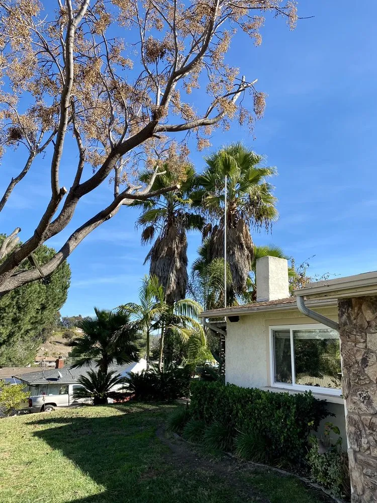 Professional landscape design in Bonsall, CA by Luis's Tree Service