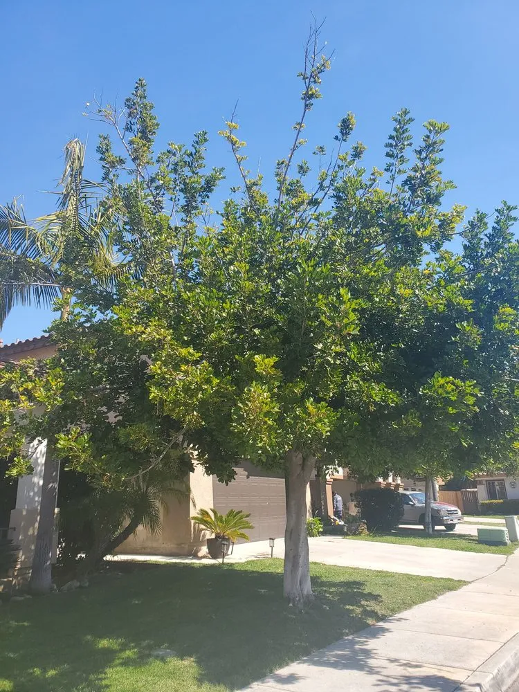 Trusted lawn care service in Bonsall, CA by Luis's Tree Service