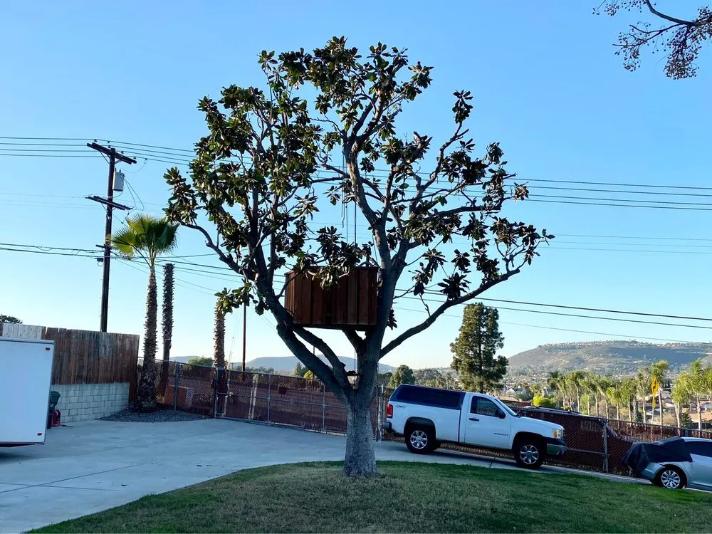 Professional yard maintenance in Bonsall, CA - Luis's Tree Service