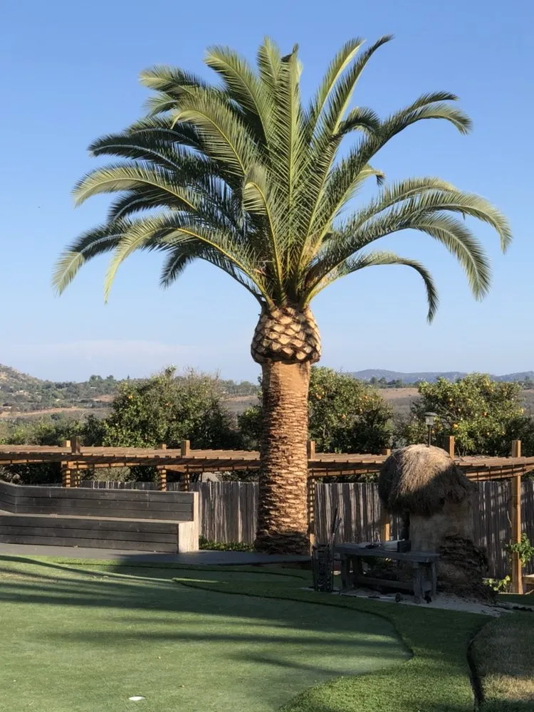 Professional lawn mowing service for year-round maintenance in Bonsall, CA by Luis's Tree Service