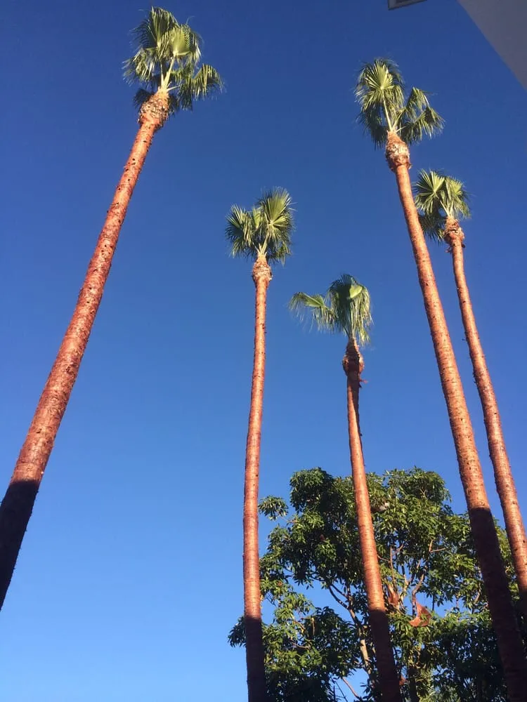 Professional garden landscaping in Bonsall, CA - Luis's Tree Service