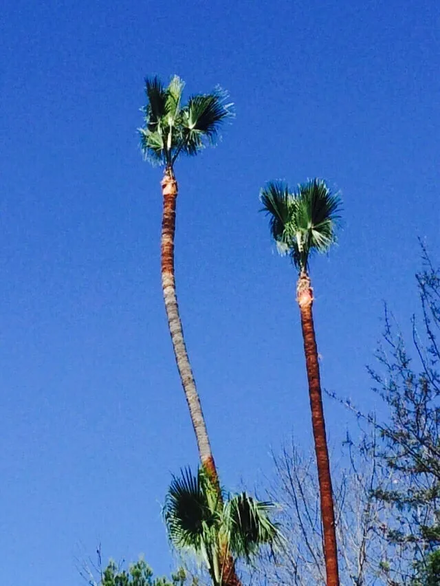 Professional residential landscaping experts serving Bonsall, CA - Luis's Tree Service