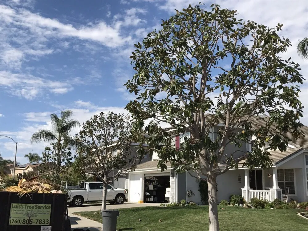 Expert outdoor landscaping with custom design across Bonsall, CA - Luis's Tree Service