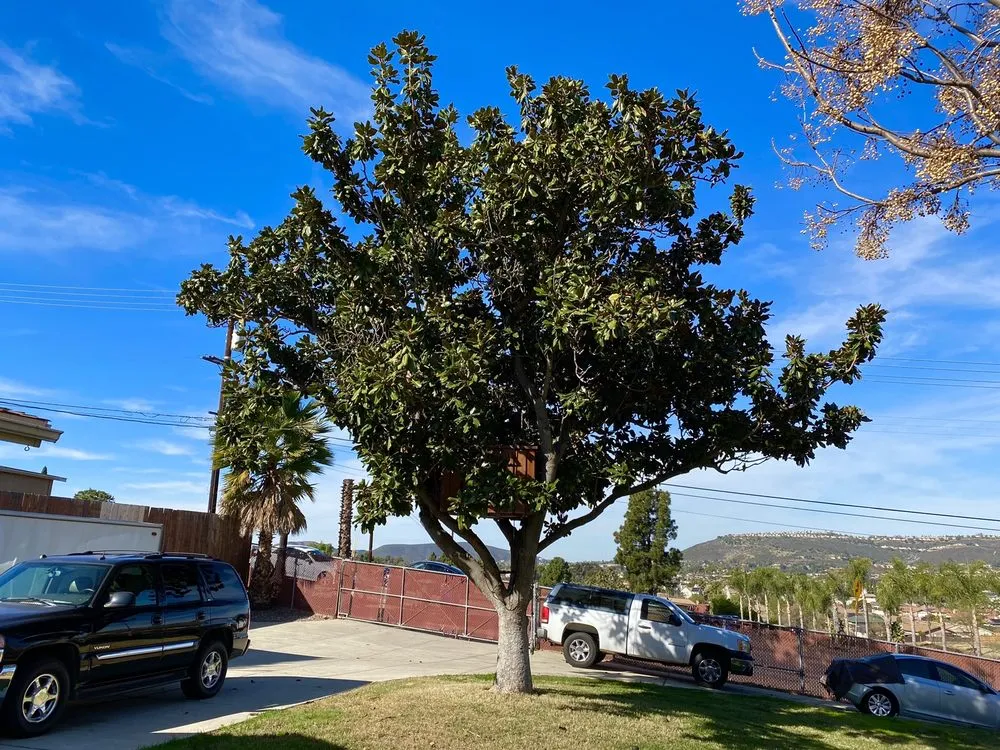 Expert yard maintenance experts serving Bonsall, CA - Luis's Tree Service