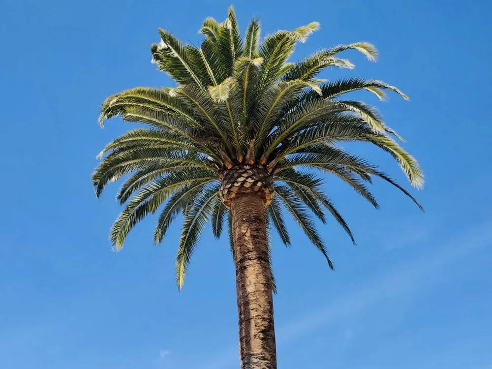 Affordable yard maintenance experts serving Bonsall, CA - Luis's Tree Service