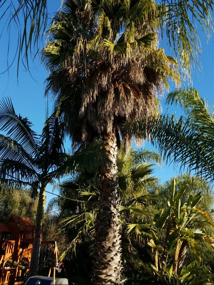 Trusted landscape design experts serving Bonsall, CA - Luis's Tree Service