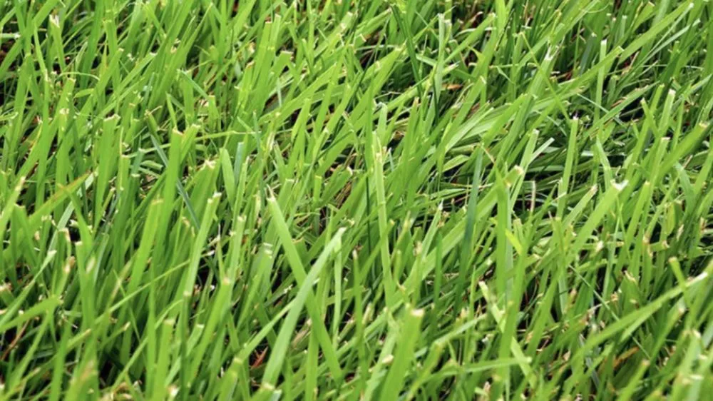 Expert outdoor landscaping near you in Catlett, VA by Luke's Lawn Barber