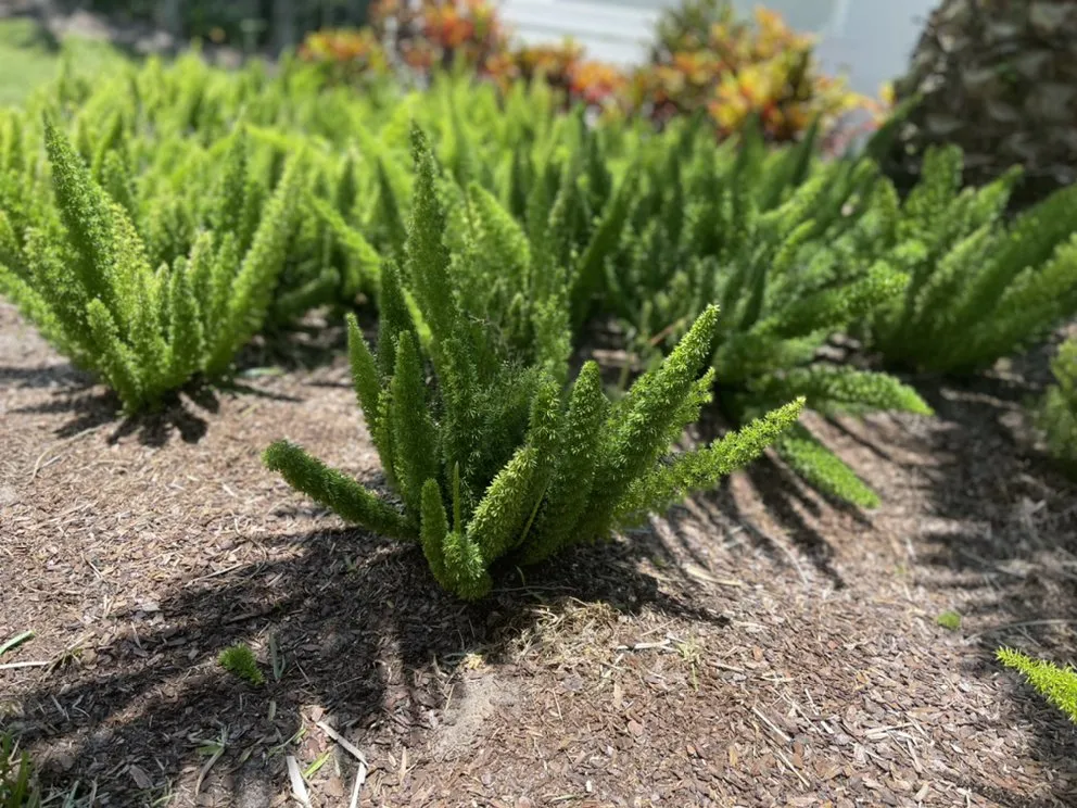 Affordable lawn mowing service for year-round maintenance across Jacksonville Beach, FL - Luke's N Family Lawn Care