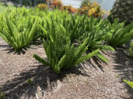 Luke's N Family Lawn Care Logo