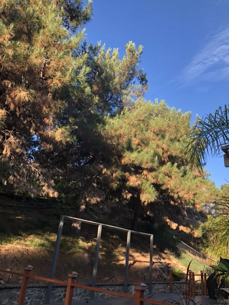 Affordable landscape installation in Fallbrook, CA - Lukez Tree Service