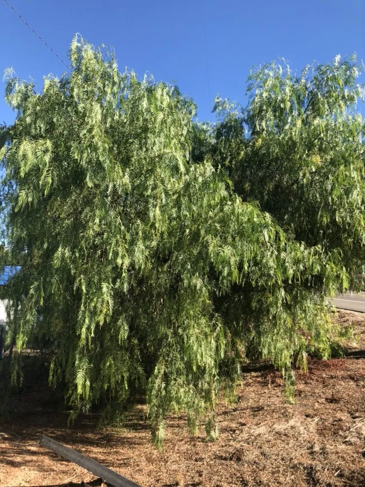 Trusted residential landscaping for year-round maintenance in Fallbrook, CA by Lukez Tree Service