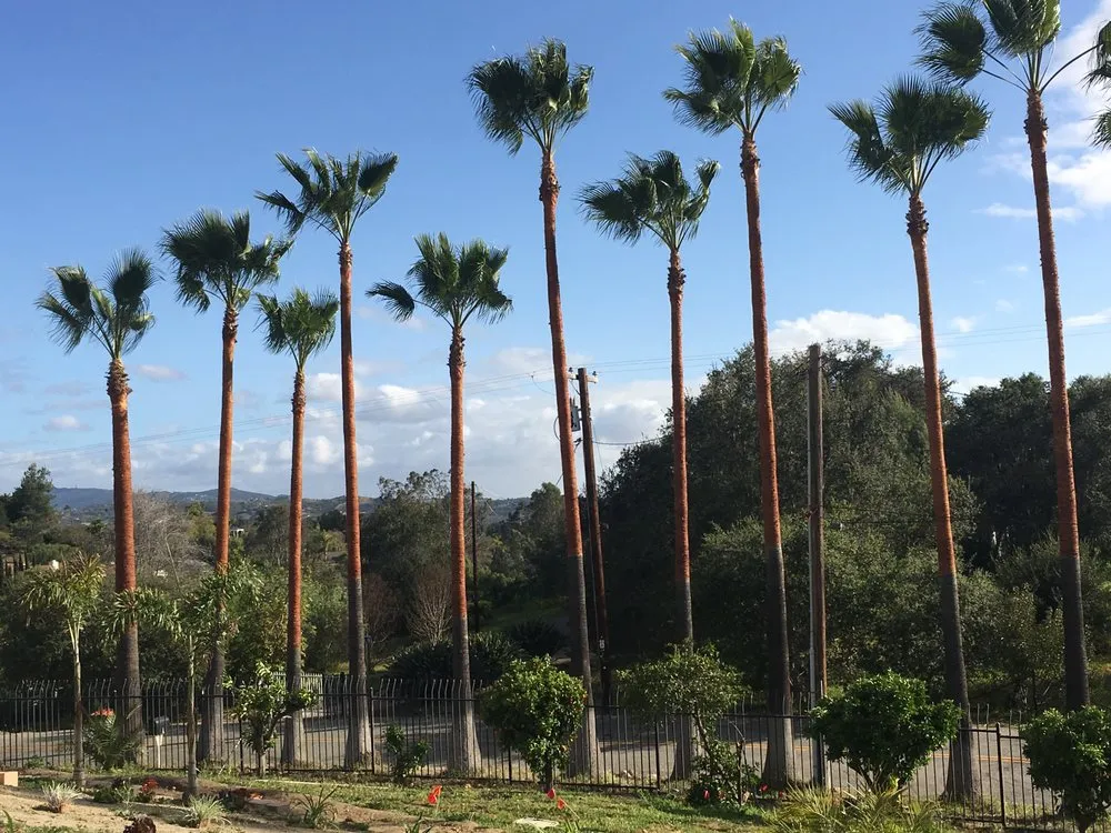 Professional yard maintenance for year-round maintenance in Fallbrook, CA by Lukez Tree Service