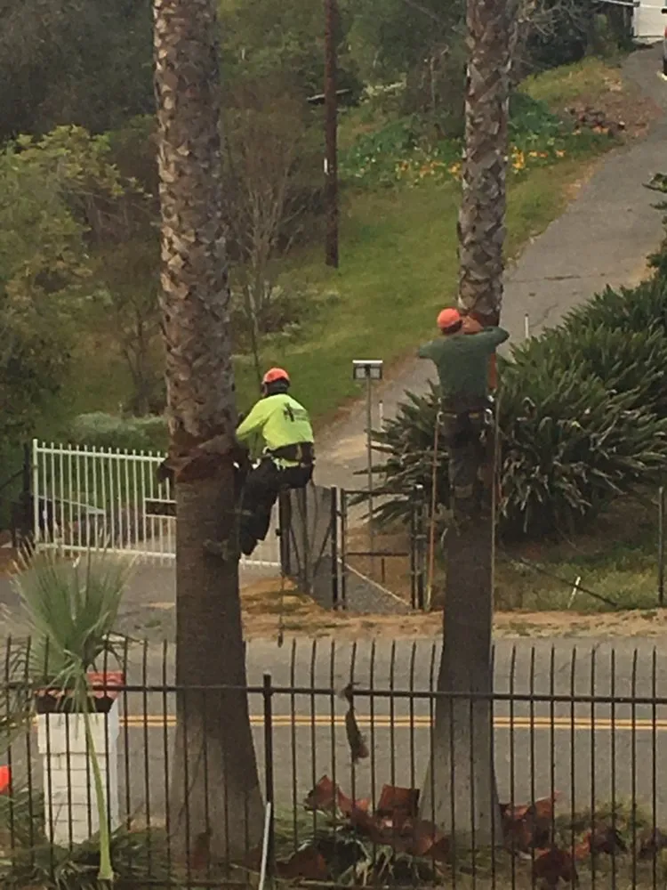 Reliable yard cleanup service for year-round maintenance in Fallbrook, CA by Lukez Tree Service