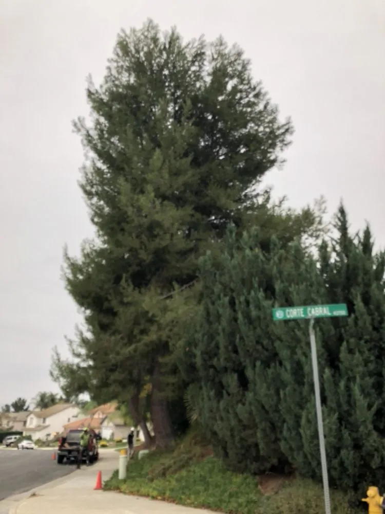 Local outdoor landscaping for year-round maintenance across Fallbrook, CA - Lukez Tree Service