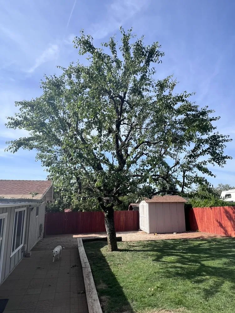Local landscape installation experts serving Fallbrook, CA - Lukez Tree Service