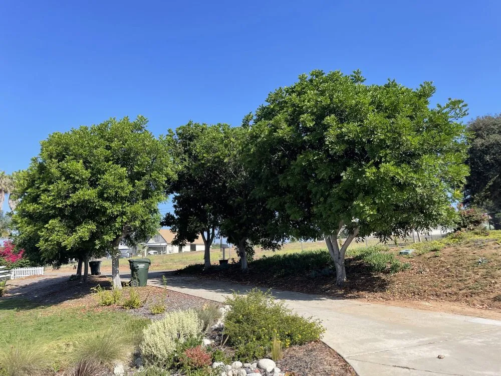 Top-rated landscape installation for outdoor upgrades in Fallbrook, CA by Lukez Tree Service