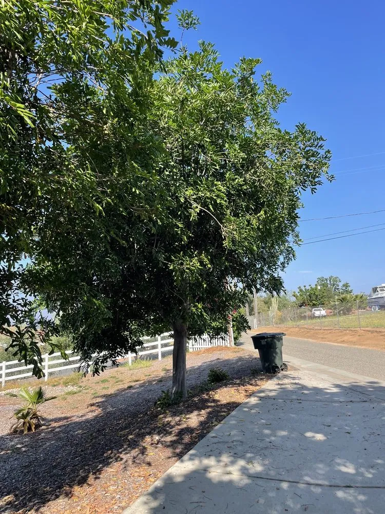 Affordable landscape installation for residential properties across Fallbrook, CA - Lukez Tree Service