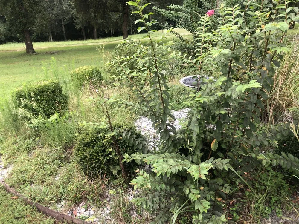 Trusted yard maintenance in Albany, GA - Lula Bees ProElite Lawn Care