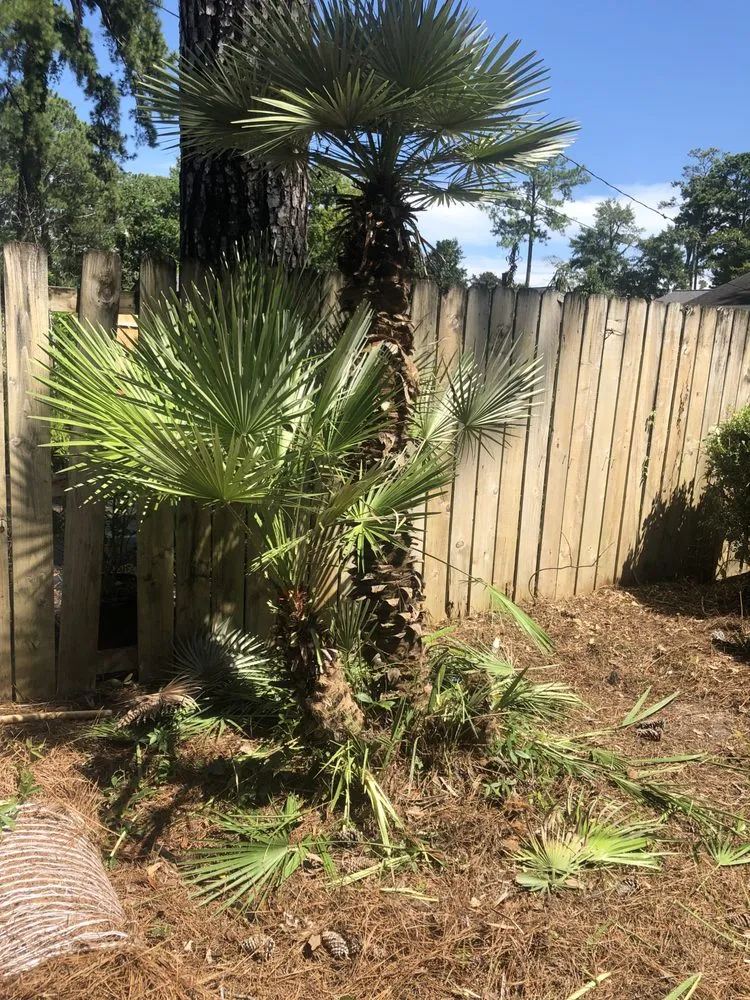 Trusted outdoor landscaping in Albany, GA by Lula Bees ProElite Lawn Care