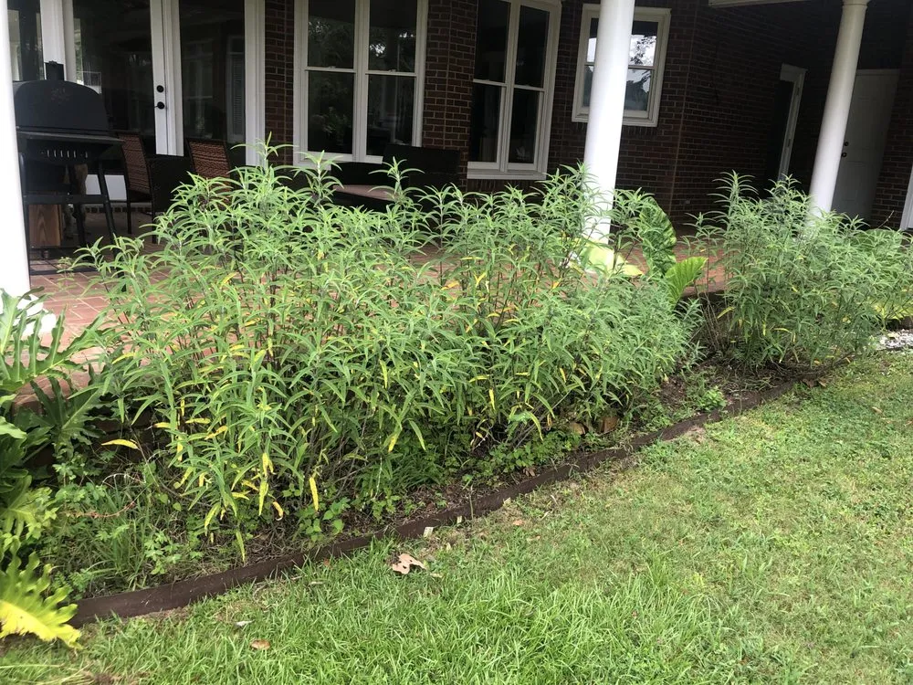 Reliable landscape installation experts serving Albany, GA - Lula Bees ProElite Lawn Care