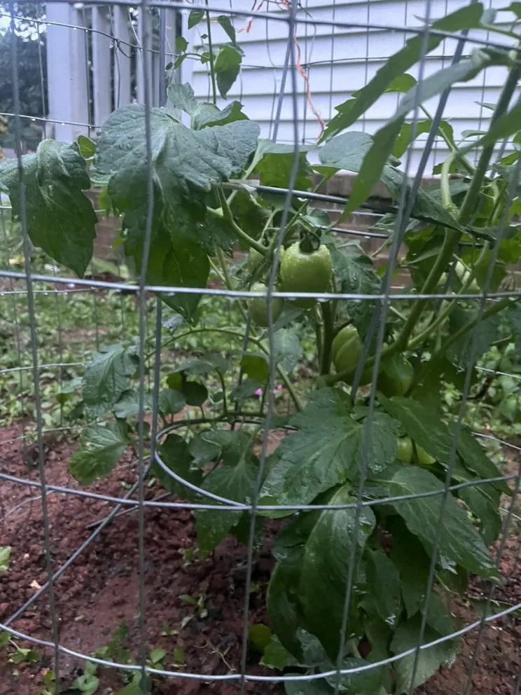 Trusted yard cleanup service for beautiful yards across Dacula, GA - Lulu landscape of Dacula