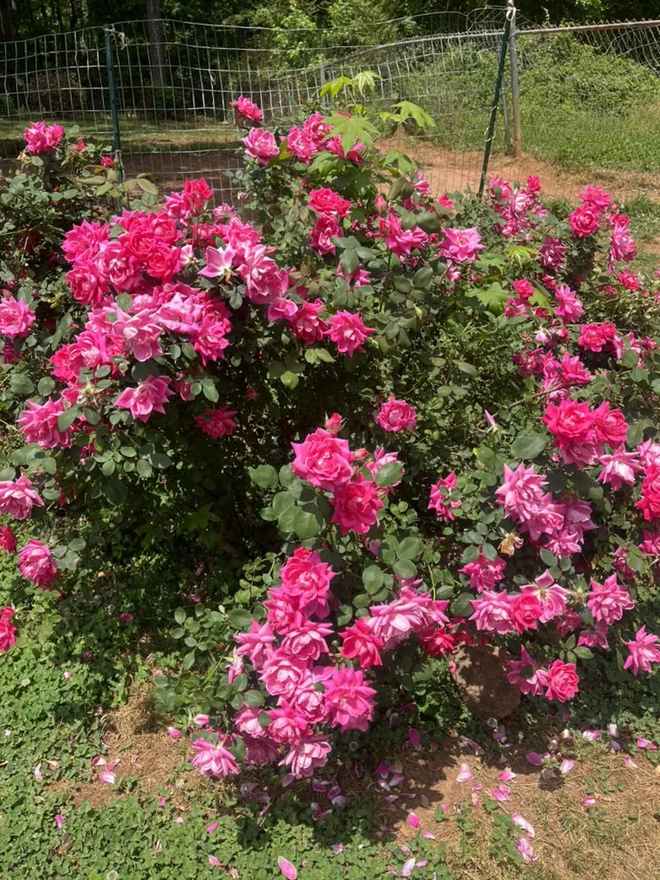 Reliable lawn care service for year-round maintenance in Dacula, GA by Lulu landscape of Dacula