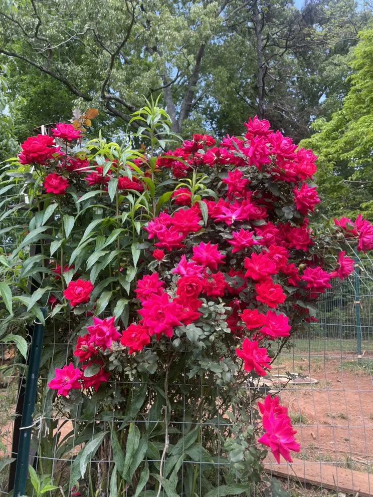 Expert lawn care service in Dacula, GA - Lulu landscape of Dacula