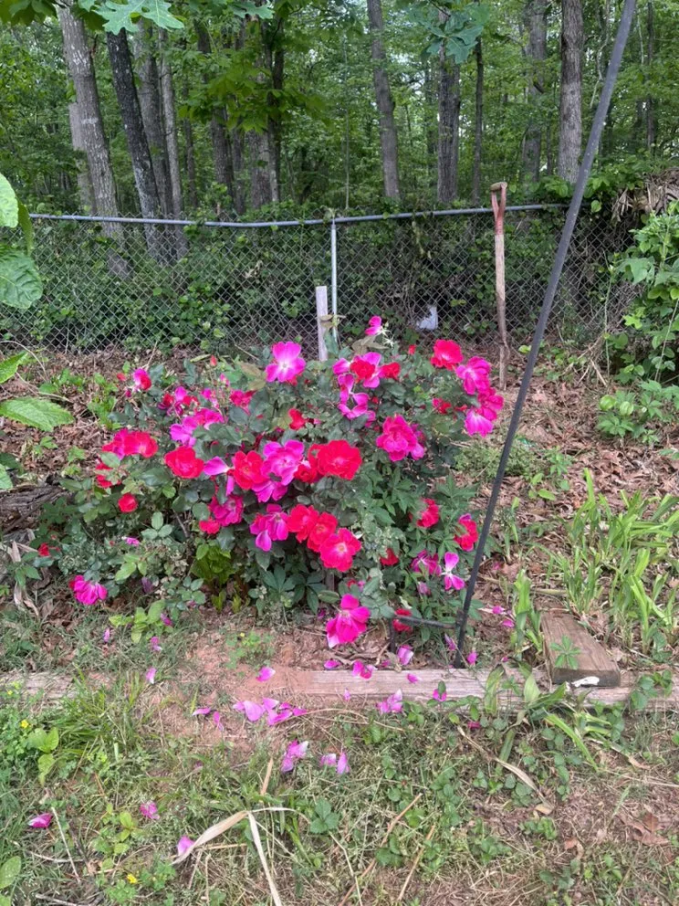 Affordable landscape design for year-round maintenance in Dacula, GA by Lulu landscape of Dacula