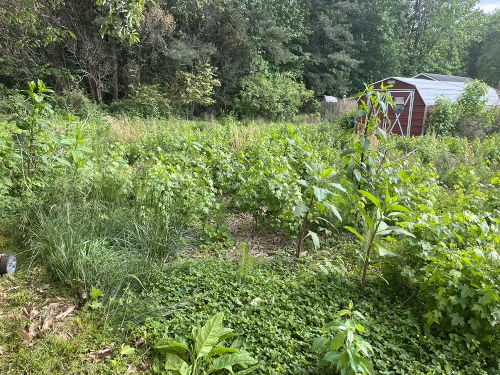 Top-rated lawn care service experts serving Dacula, GA - Lulu landscape of Dacula