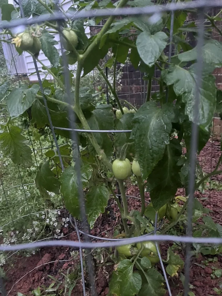 Affordable residential landscaping in Dacula, GA - Lulu landscape of Dacula