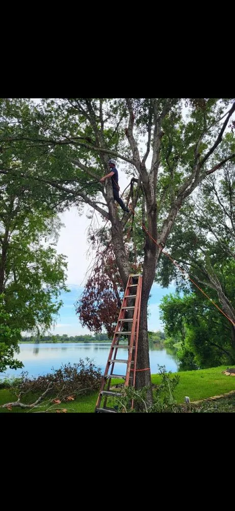 Reliable yard maintenance for beautiful yards across Brazoria, TX - Lumans Log Away
