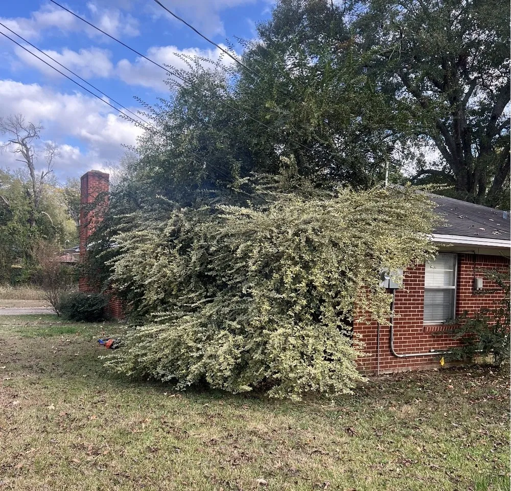 Affordable lawn care service in Longview, TX - Lumberjack Lawncare and Tree Service