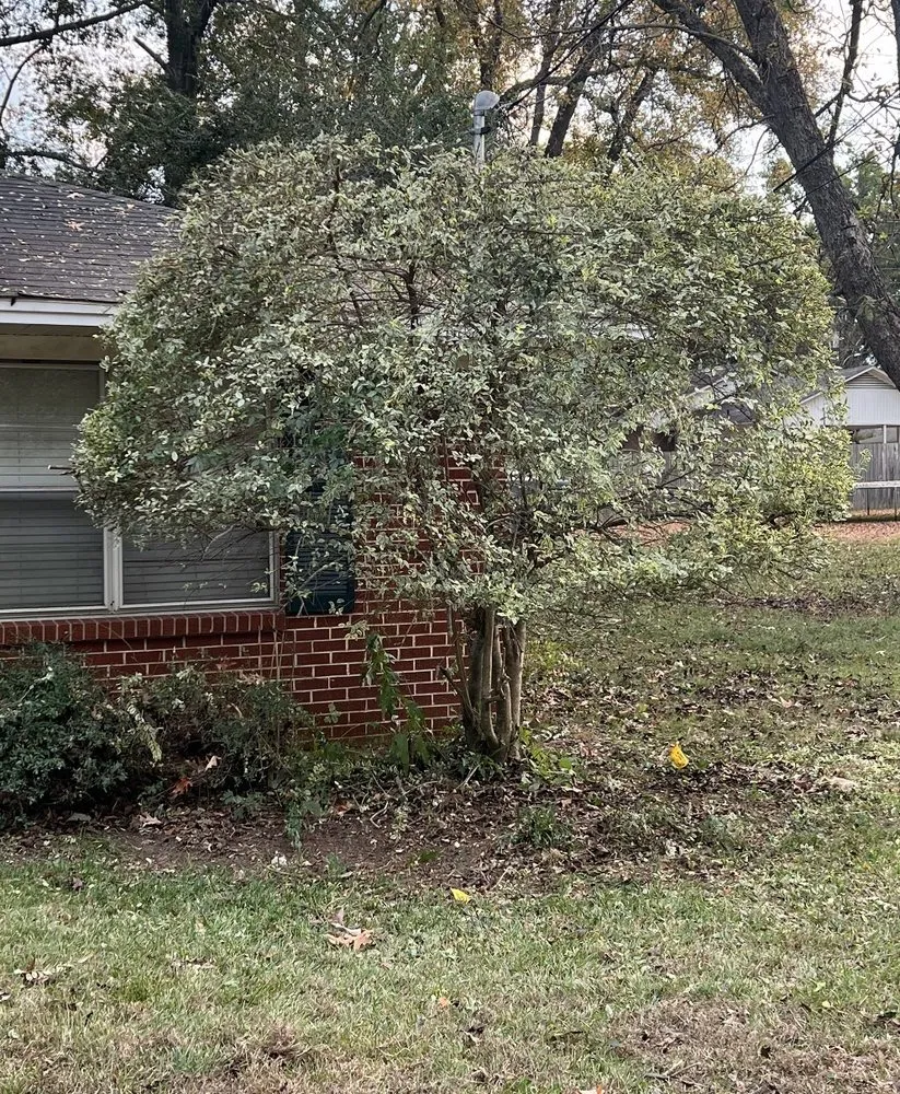 Top-rated lawn mowing service in Longview, TX by Lumberjack Lawncare and Tree Service