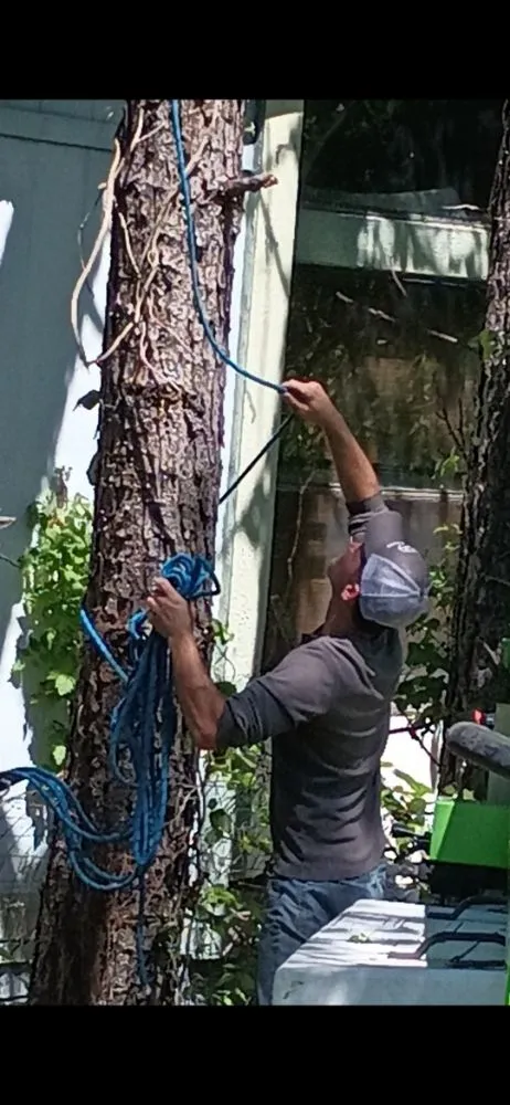 Expert lawn care service in Terrell, TX - Lumberjack Max