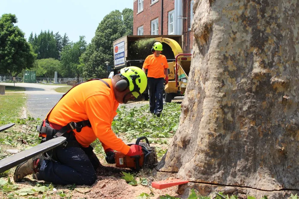 Professional landscaping services for residential properties across Bondville, IL - Lumberjack Tree Service