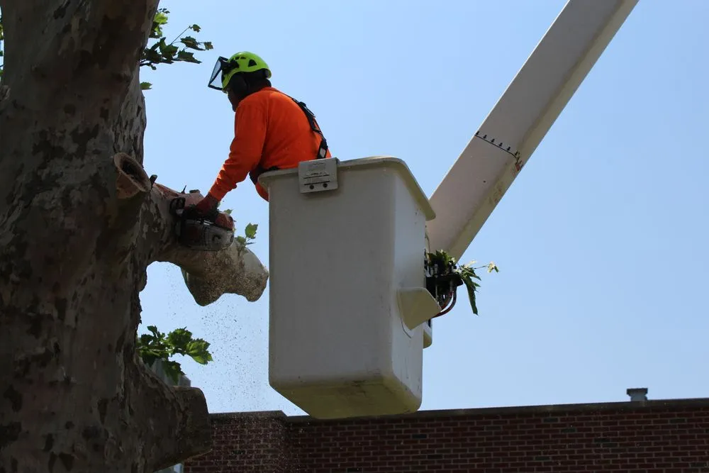 Top-rated landscaping services experts serving Bondville, IL - Lumberjack Tree Service
