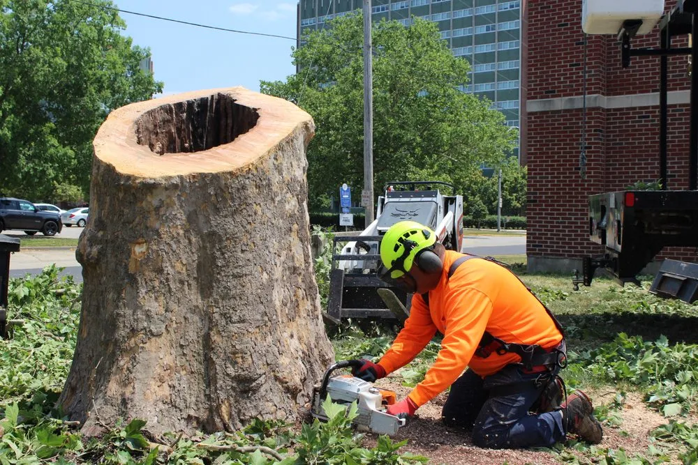 Professional landscape installation experts serving Bondville, IL - Lumberjack Tree Service
