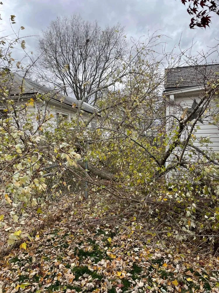 Expert yard cleanup service for residential properties in Indianapolis, IN by Lumberjack Zack