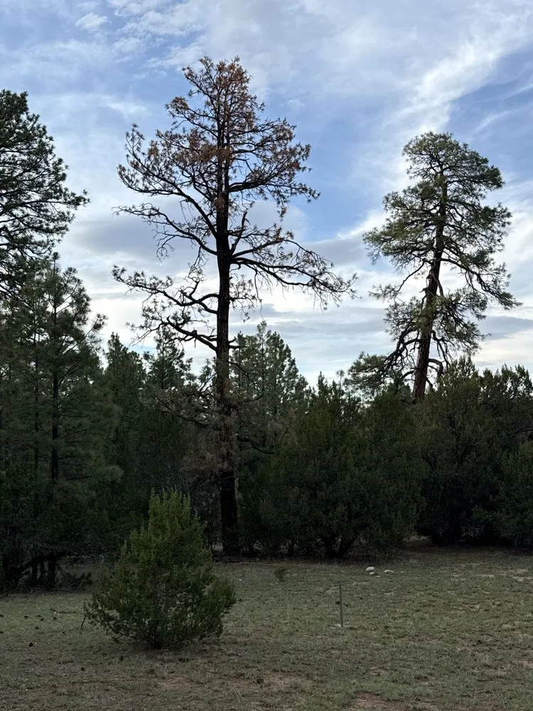 Local landscape design for residential properties across Payson, AZ - Lumberjacks